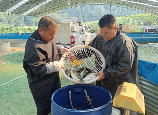黄海军代表（左一）在陆基养鱼基地工作1.jpg