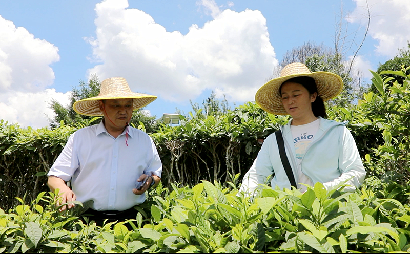 刘承志代表（左）与茶农交谈了解茶叶采摘收入.png
