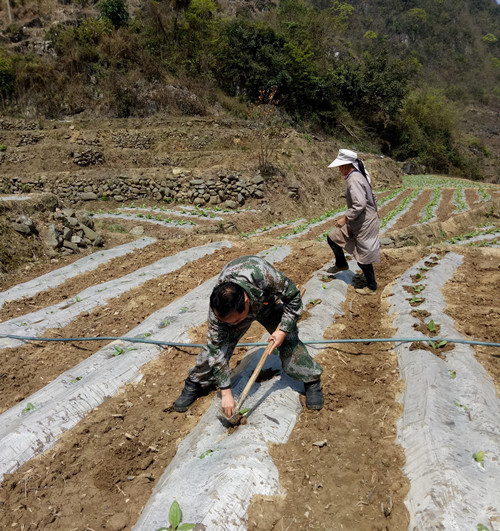 平塘乡人大代表深入田间地头促春耕