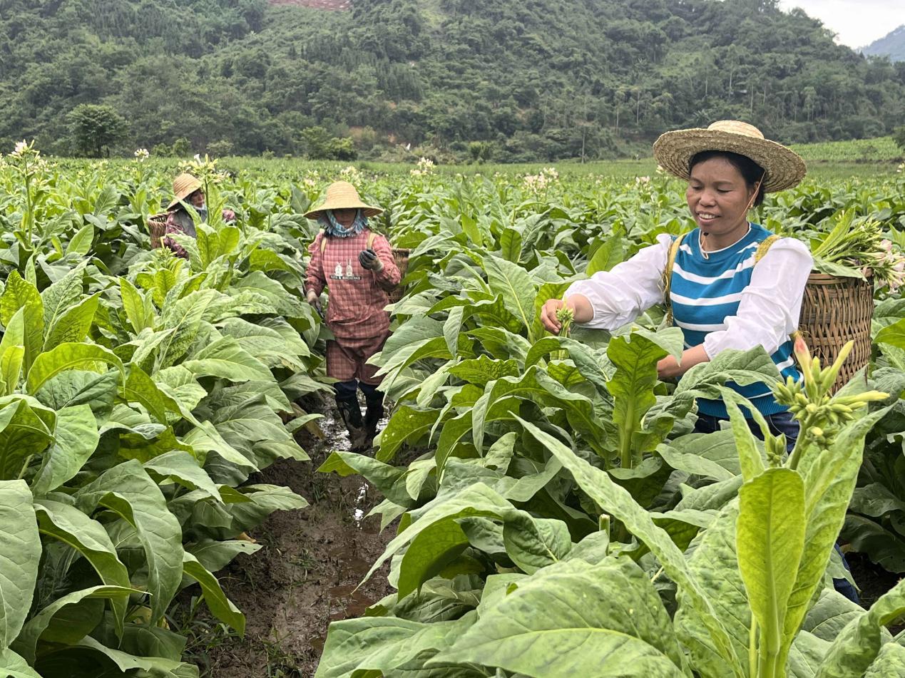 八渡瑶族乡人大代表引领烤烟产业丰收
