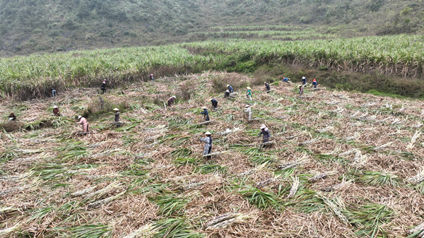 德保县龙光乡人大把联络站搬到甘蔗地里