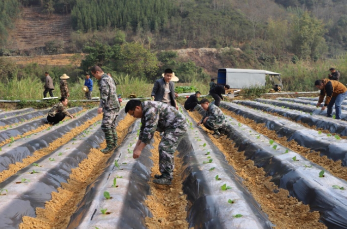 八桂瑶族乡人大开展助春耕生产活动
