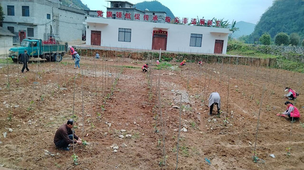 足荣镇人大代表入田间助力产业振兴