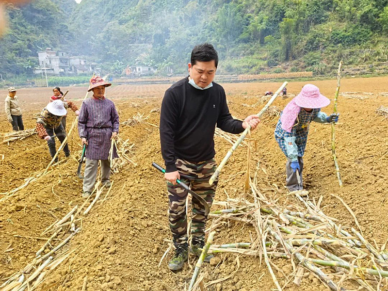 甘富含代表带领群众在甘蔗基地种植甘蔗.jpg