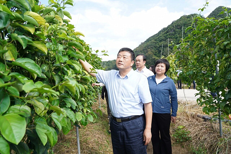 方春明在燕峒乡希望田野百香果种植基地调研.jpg